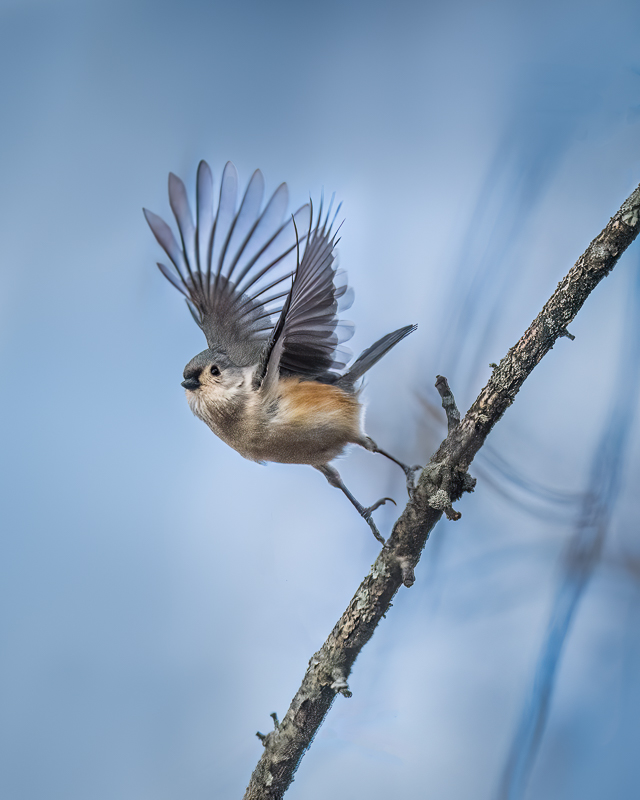10. Tufted Titmouse