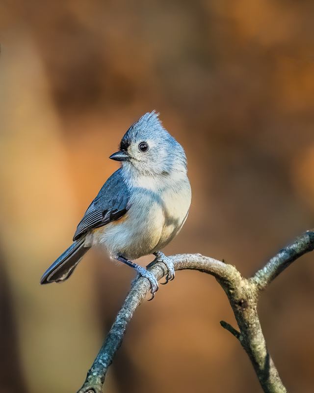 4. Tufted Titmouse