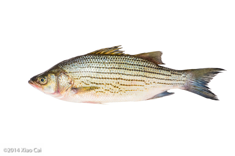 Striped Bass Whole Fresh Fish
