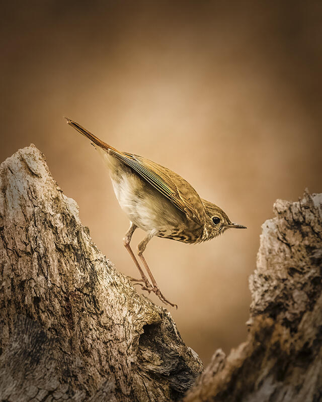 Quiet Balance – Hermit Thrush