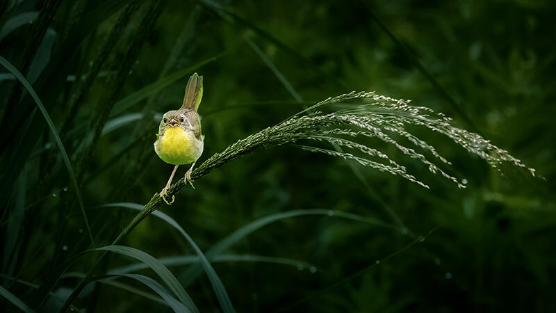 Living Line – Yellowthroat