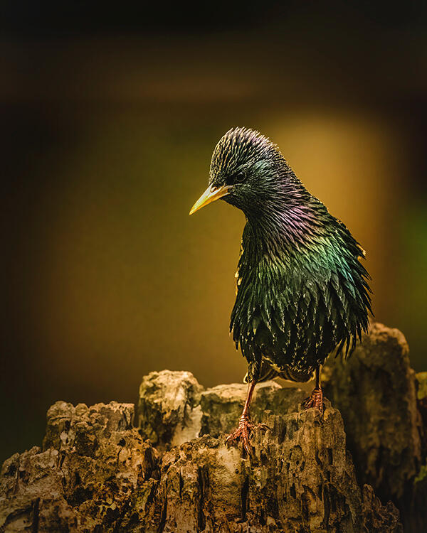 Quiet Iridescence – European Starling