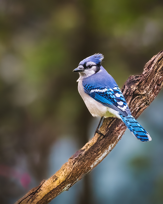 Blue Jay